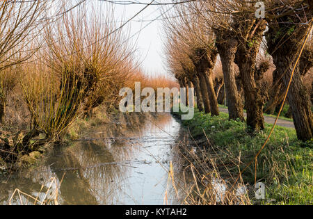 Saule dans le grienden rhoonse en Hollande Banque D'Images