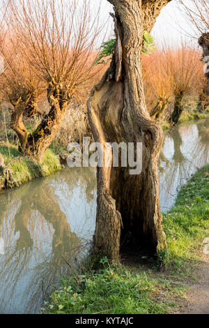 Saule dans le grienden rhoonse en Hollande Banque D'Images