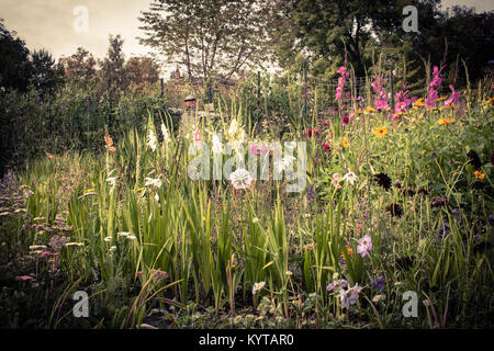 Jardin de fleurs sauvages, Botanic Gardens, Glasgow Banque D'Images