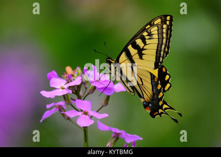 Eastern tiger swallowtail butterfly, papilio glaucus, en se nourrissant de Dame's Rocket fleurs dans un jardin en spéculateur, New York USA Banque D'Images