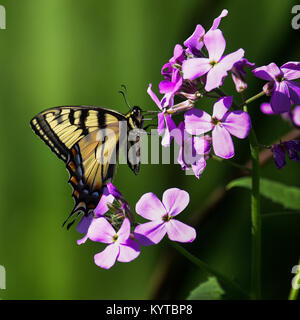 Eastern tiger swallowtail butterfly, papilio glaucus, en se nourrissant de Dame's Rocket fleurs dans un jardin en spéculateur, New York USA Banque D'Images