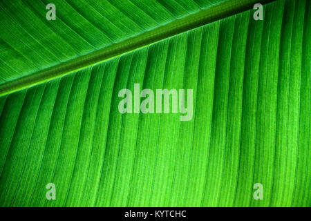 Close up rétroéclairé détails de la structure des feuilles de bananes fraîches avec nervure diagonale au châssis et visible des nervures et des grooves comme une texture naturelle gree Banque D'Images