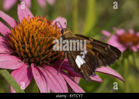 Silver-spotted skipper (Epargyreus clarus) sur l'échinacée (Echinacea purpurea) Banque D'Images