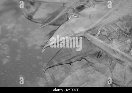 Feuilles de cristaux de glace et les gros plans et réflexions sur l'eau Banque D'Images