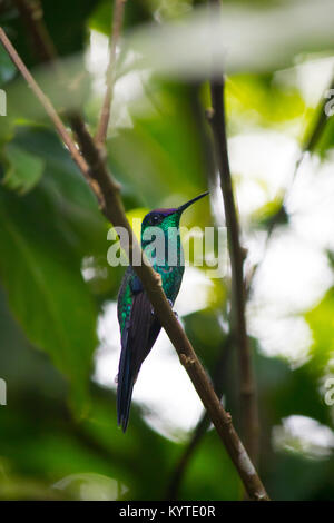 Violet-capped Woodnymph hummingbird sur une branche Banque D'Images