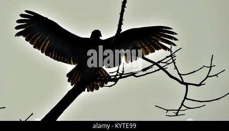 Silhouettes de l'Urubu à tête rouge (Cathartes aura) perché sur un arbre, contre le ciel Banque D'Images