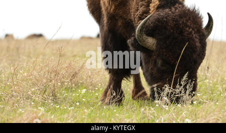 Bison américain au pâturage la Réserve de prairie à herbes hautes, Pawhuska, OK USA. Les hautes herbes préserver est une Nature Conservancy préserver. Banque D'Images