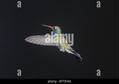 Large-billed Hummingbird (Cynanthus latirostris) planant, Ajijic, Jalisco, Mexique Banque D'Images