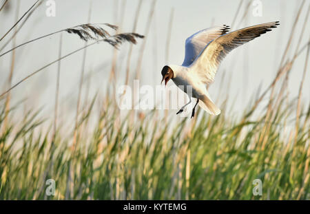 Mouette rieuse (Larus ridibundus) en vol sur le fond de ciel Banque D'Images