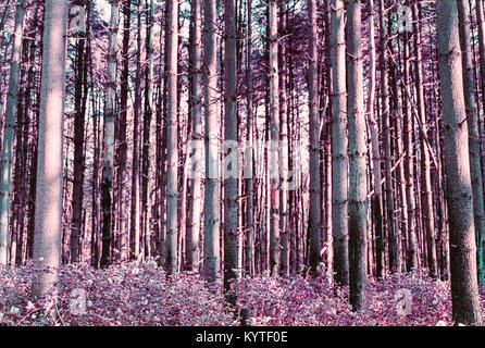 Forêt mauve surréaliste rempli de Rees Banque D'Images