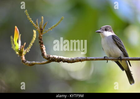 La caouanne Tyran tritri (Tyrannus caudifasciatus). Cuba. Mars Banque D'Images