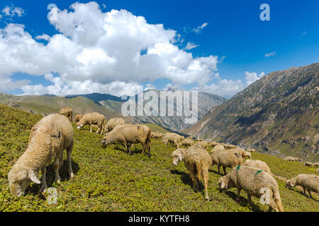 Le pâturage des moutons sur les pâturages verts au Cachemire, des grands lacs Sonamarg. Belle randonnée place en Inde Banque D'Images