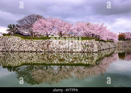 Himeji, Japon à Himeji Castle dans la saison du printemps. Banque D'Images