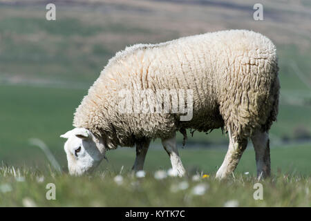 Texel moutons paissant sur dales meadow en début de l'été, Wensleydale, North Yorkshire, UK. Banque D'Images