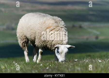 Texel moutons paissant sur dales meadow en début de l'été, Wensleydale, North Yorkshire, UK. Banque D'Images