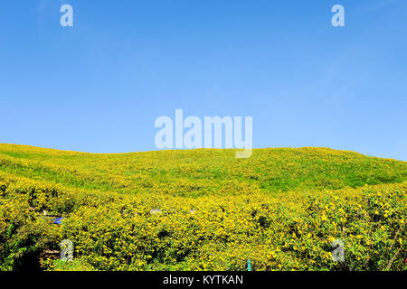 Thung Bua Tong fleurs de Doi Mae Yuam, Marigold arbres fleuriront en même temps. Au cours de novembre à décembre de chaque année, la province de Mae Hong Son, Thaïlande Banque D'Images