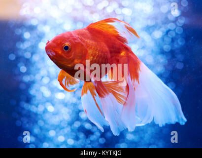 Poissons rouges dans l'eau bleue et des problèmes de mise au point des bulles d'derrière Banque D'Images