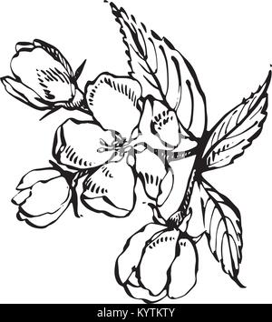 Apple Blossom branch isolé sur blanc. Botanique Vintage hand drawn illustration. Fleurs de Printemps de pommier. Illustration de Vecteur