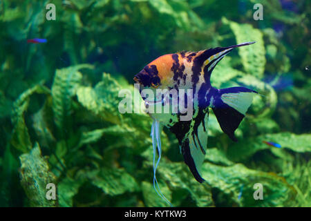 Pterophyllum. Les poissons d'eau douce de la famille des Cichlidae connu de la plupart des aquariophiles comme poissons-anges. Banque D'Images