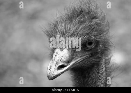 L'UEM (Dromaius novaehollandiae) de la tête et du haut du cou à regarder l'appareil photo portrait. Photo en noir et blanc et l'arrière-plan de netteté. Banque D'Images