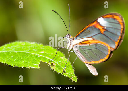 Papillon sésie avec des ailes en verre transparent '(Greta oto) libre assis sur une feuille verte en partie mangé par Caterpillar. Photo avec effet bokeh vert bac Banque D'Images