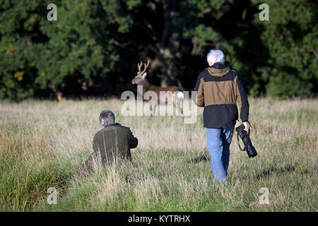 Les photographes de la faune / nature photographe approchant le cerf Sika deer tacheté // Japanese deer (Cervus nippon) stag en forêt d'automne Banque D'Images