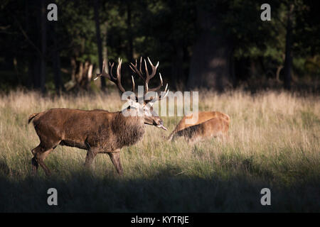 Red Deer (Cervus elaphus) stag vérifier hinds / femmes en chaleur en effleurant la langue pendant le rut en automne Banque D'Images