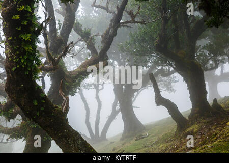 L'ancienne forêt laurifère dans mountain mist, fanal, Madère Banque D'Images