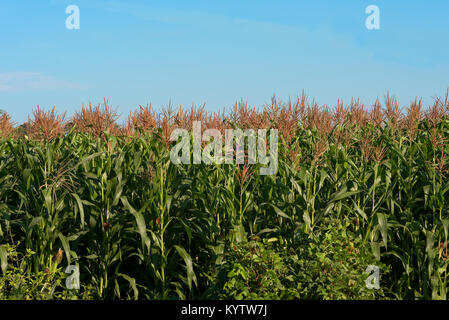 Domaine de jeunes plantes Labyrinthe de maïs vert allumé au lever du soleil avec ciel bleu. Banque D'Images