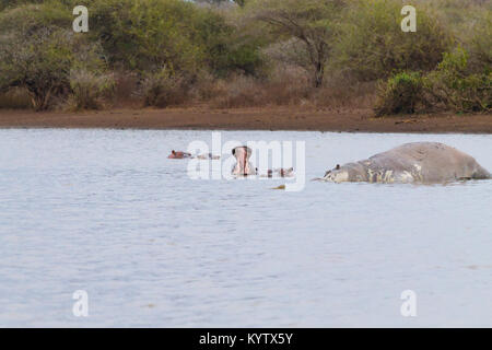 Hippo morts sur l'étang du parc national Kruger. Safari et la faune, l'Afrique du Sud. Animaux d'Afrique Banque D'Images