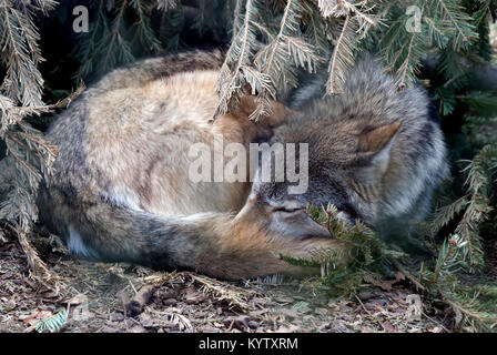 Un Loup canadien dormir recroquevillé sous un buisson Banque D'Images