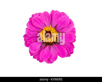 Zinnia rose sur fond blanc Banque D'Images