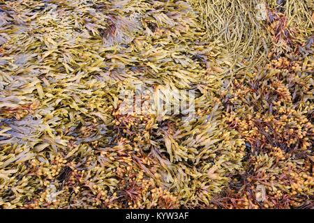 Les algues brunes (Ascophyllum nodosum) également connu sous le nom de varech norvégien. Algue brune en Norvège. Banque D'Images