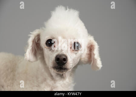 Portrait d'un caniche d'animaux de compagnie au Royaume-Uni. Banque D'Images