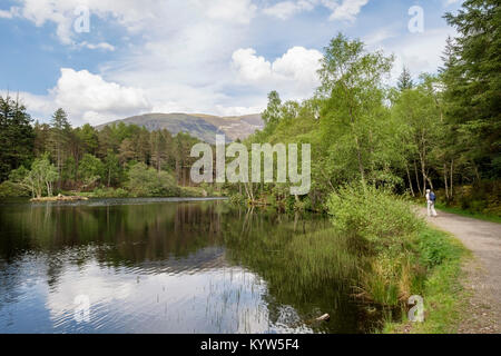 Lochan Glencoe avec sentier au bord du lac à travers la forêt dans l'été. Glencoe, Highland, Scotland, UK, Grande-Bretagne. Banque D'Images
