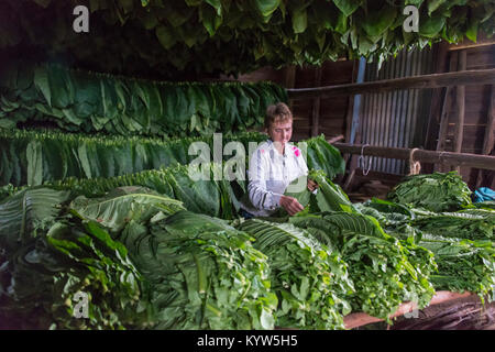 Femme séparant les feuilles de tabac dans une sécheuse, Pinar del Rio, Cuba Banque D'Images