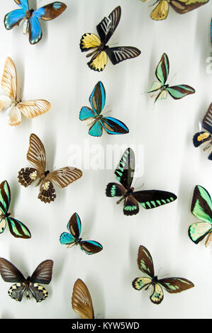 Butterfly display Banque D'Images