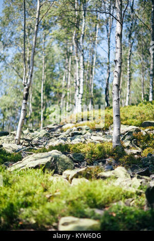 Morceau de nature sauvage avec Bush, pierres et le bouleau libre. Calme naturel paysage de forêt aux beaux jours. Serein, sunny paysage pittoresque. Zone de la Nature Banque D'Images