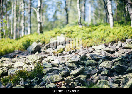 Morceau de nature sauvage avec Bush, pierres et le bouleau libre. Calme naturel paysage de forêt aux beaux jours. Serein, sunny paysage pittoresque. Zone de la Nature Banque D'Images