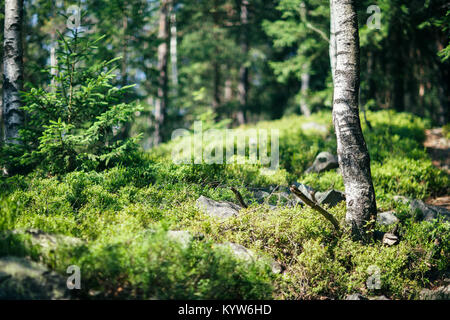 Morceau de nature sauvage avec Bush, pierres et le bouleau libre. Calme naturel paysage de forêt aux beaux jours. Serein, sunny paysage pittoresque. Zone de la Nature Banque D'Images