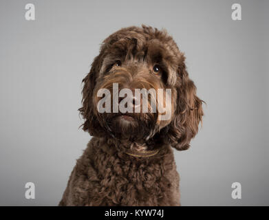 Chiot à la sproolle au chocolat, homme, 8 mois, Royaume-Uni. Banque D'Images