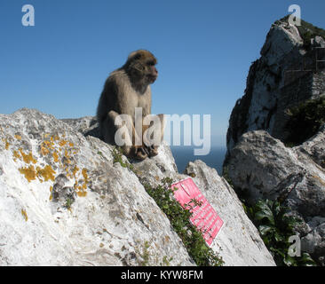 Macaques de Barbarie, Gibraltar, Royaume-Uni Banque D'Images