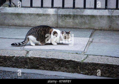 Londres, Royaume-Uni. 16 janvier, 2018. Larry, chef Mouser au 10 Downing Street, tiges un pigeon à Downing Street. Credit : Mark Kerrison/Alamy Live News Banque D'Images