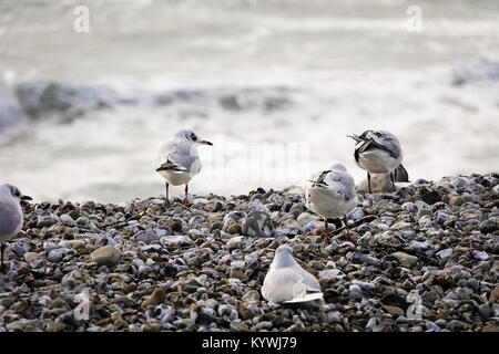 Bracklesham Bay, East Wittering. 16 janvier 2018. Des vents forts le long de la côte sud d'aujourd'hui. Véliplanchistes et kitesurfers appréciant les conditions off Bracklesham Bay dans la région de West Sussex. Credit : james jagger/Alamy Live News Banque D'Images