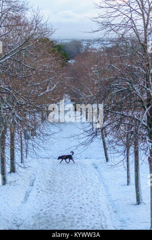 Glasgow, Ecosse, Royaume-Uni. 17 janvier 2018. Météo France : un chien marcher dans la neige épaisse. Après le Met Office émet une alerte météo jaune un épais manteau de neige recouvre la ville de Glasgow. Credit : Skully/Alamy Live News Banque D'Images