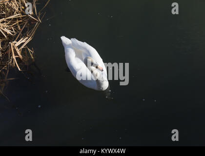 Londres, Royaume-Uni. 17 Jan, 2018. Beau matin d'hiver ensoleillé dans le nord de Londres.Swan Woodberry Zones Humides, Stoke Newington, Londres, Royaume-Uni. Credit : Carol Moir/ Alamy Live News. Banque D'Images