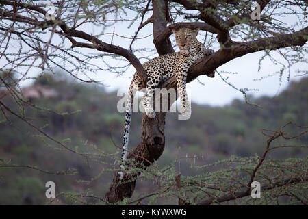 Leopard se prélasser dans un acacia en Afrique Banque D'Images