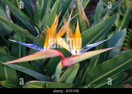 Close up Bird of Paradise flower plante Banque D'Images