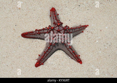 Red-étoile bulbés, (Protoreaster linckii), Zanzibar, Tanzanie. Banque D'Images