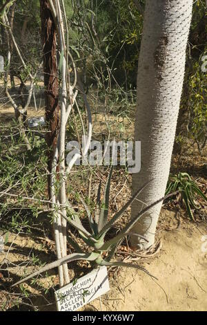 Pachypodium lamerei est espèces de Pachypodium, possède de grandes épines, laisse la plupart du temps juste en haut de l'usine. C'est succulent et souches proviennent de Madagascar. Banque D'Images